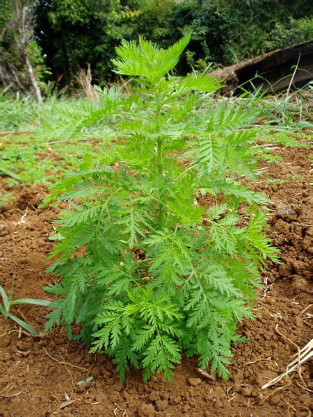 VICTORIYA ENTERPRISES: Aconitum Heterophyllum