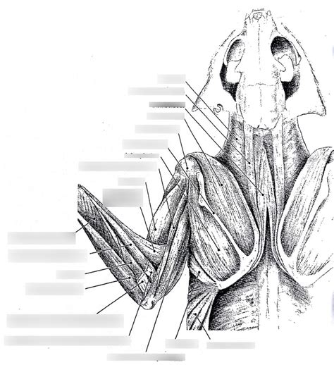 deep musculature of the dorsal left forelimb of a cat Diagram | Quizlet