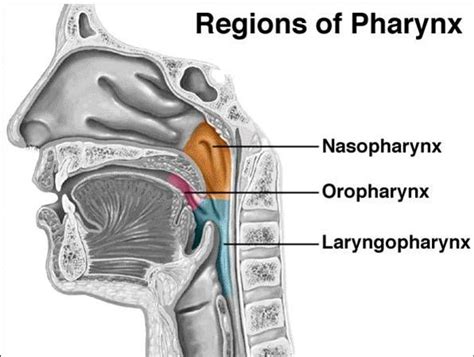 Regions of pharynx | Respiratory system anatomy, Medical anatomy ...