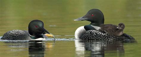 Loon Symbolism - Spirit Animal Totems