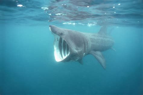 Basking Shark Facts (Cetorhinus maximus)