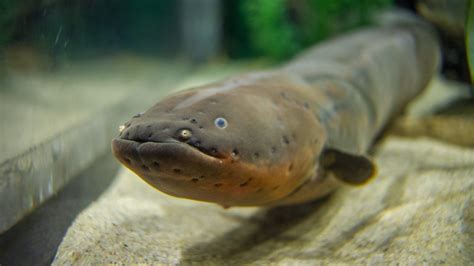 Electric Eel · Tennessee Aquarium