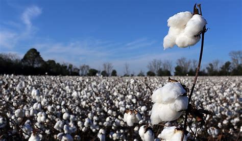 Where Was The Cotton Belt? - WorldAtlas