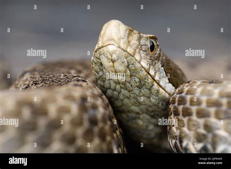 snake, aspisviper, vipern, vipera aspis, snakes Stock Photo - Alamy