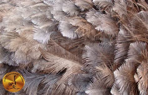 Ostrich Feathers