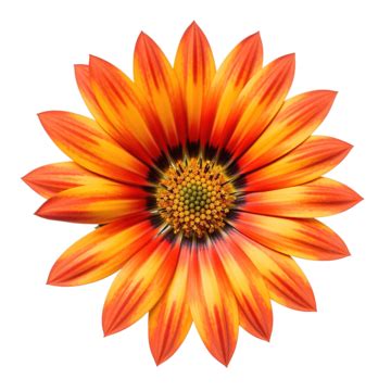Gazania Rigens Plant, Bloom, Plant, Garden PNG Transparent Image and ...