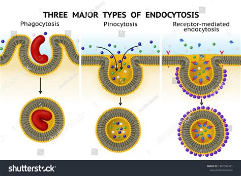 65 Phagocytosis Pinocytosis Images, Stock Photos & Vectors | Shutterstock