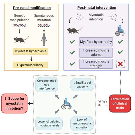 Myostatin Deficiency In Humans