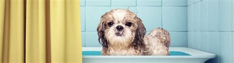 Soothing Oatmeal Baths for Sore Dogs (Recipe Included)