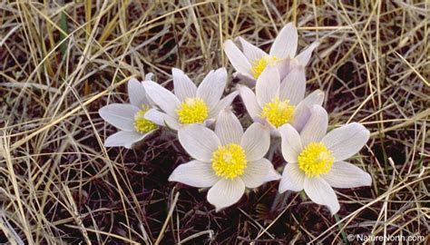 The Prairie Crocus (Anemone patens) - Manitoba's Floral Emblem