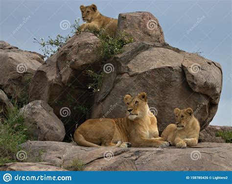 1,733 Female Lion Cubs Stock Photos - Free & Royalty-Free Stock Photos ...