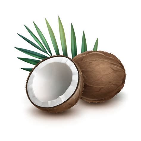 Coconut Husk Illustrations, Royalty-Free Vector Graphics & Clip Art ...