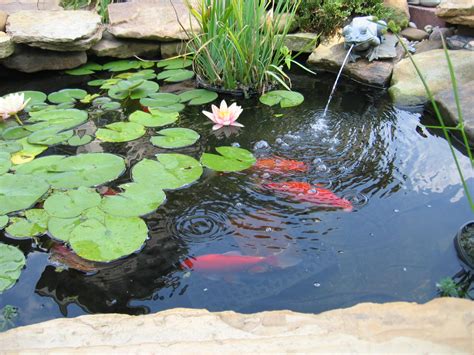 Small Pond Beautiful Koi Fish Innovative Backyard Water Features ...