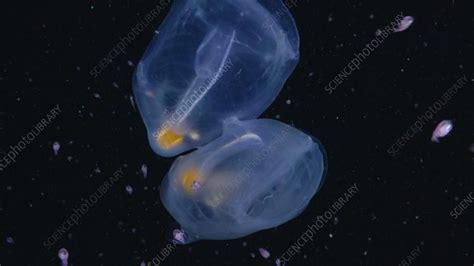 Salps - Stock Video Clip - K008/3220 - Science Photo Library