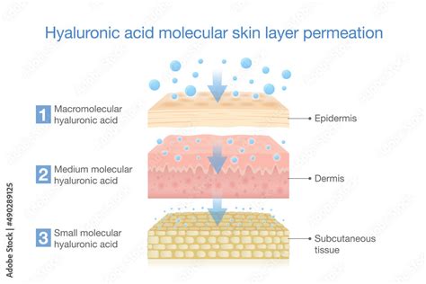 Hyaluronic acid molecular skin layer permeation. Illustration about treatment deep skin with ...