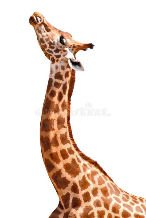 Isolated giraffe. Isolated profile head and neck giraffe , #ad, #giraffe, #Isolated, #profile, # ...