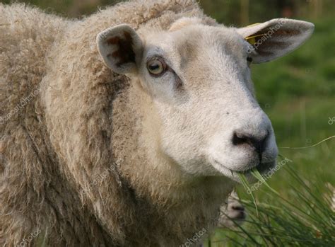 Sheep eating grass Stock Photo by ©scrabble 1513083