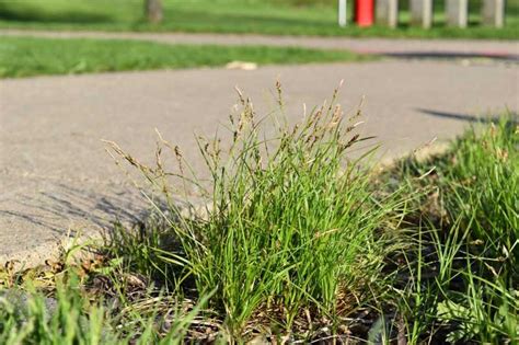 Pennsylvania Sedge (Carex pensylvanica) 3-pack of pots — Blazing Star Gardens