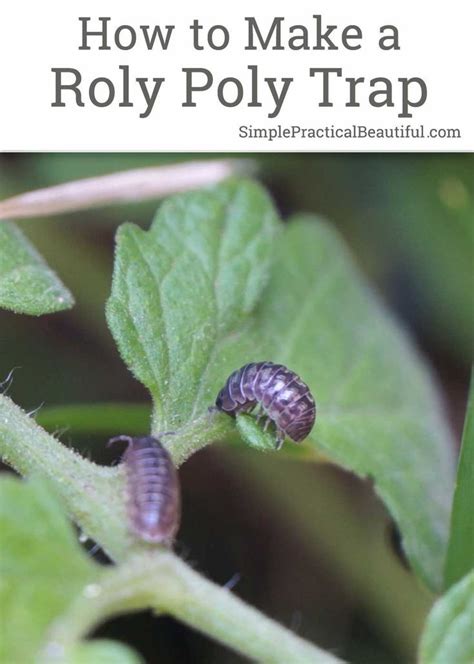 A Pill Bug Trap Made from a Potato | Pill bug, Planting vegetables, Garden pests