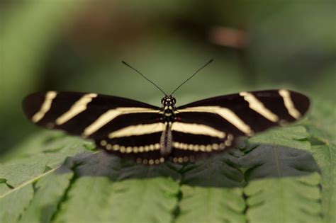 Closeup Photography of Black and White Butterfly Perching on Green Leaf · Free Stock Photo