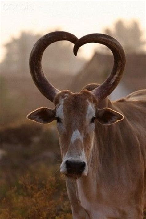 40 Beautiful Pictures of African Animals with Horns