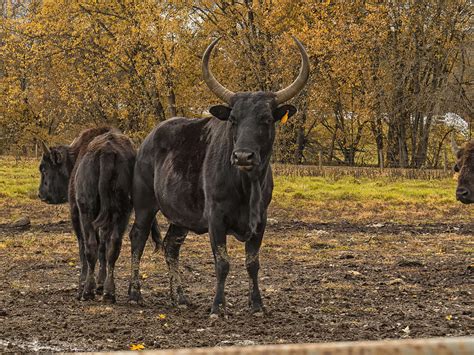 Meet the Beefalo - Modern Farmer