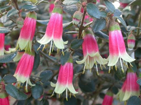 Native Fuchsia (Correa) 'Canberra Bells' | Australian native flowers ...