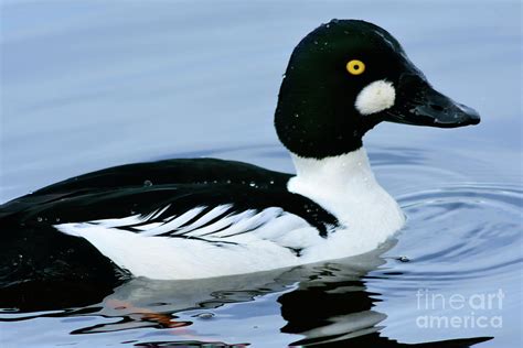 Common Goldeneye Duck Up Close Photograph by Terry Elniski - Pixels