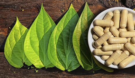 Kava Kava—A Natural Herb With Promising Anti-Anxiety Effects｜ iHerb Blog