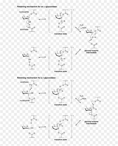 Retaining Glycosidase Mechanism - Retaining And Inverting Glycosidase, HD Png Download - 600x963 ...