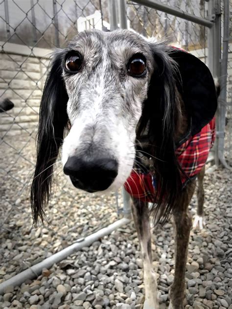 Saluki Rescue, Pennsylvania - Luke's is the Largest Saluki Rescue