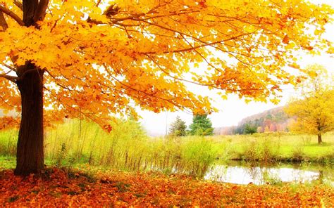 HD Autumn Scenery Wallpaper - High Definition, High Resolution HD Wallpapers : High Definition ...