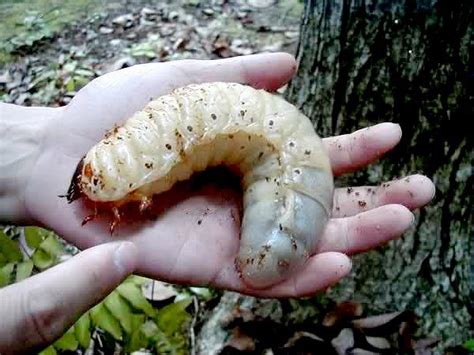 The Giant Grubs of the Hercules Beetle – The Story of Size