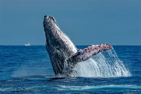 5 Best Maui Whale Watching Tours for 2024 season - Destination Checkoff