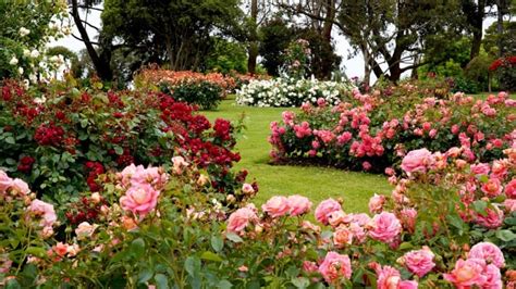 Memorial Rose Garden, Missoula - Discovering Montana