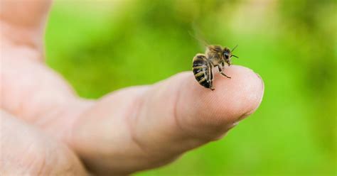 Honey Bee Venom Proved Effective Against Aggressive Breast Cancer - Delhi Magazine