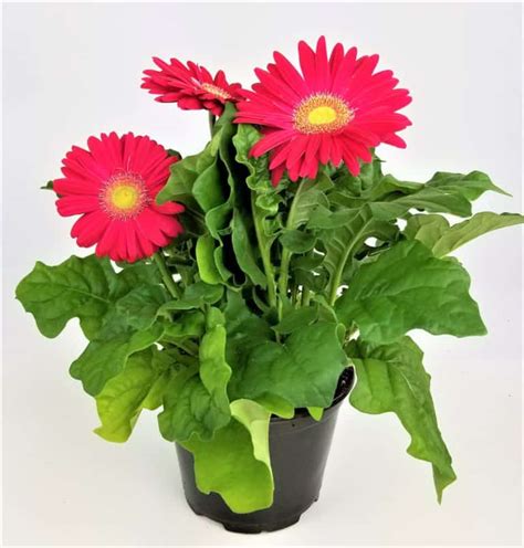 Gerbera Daisy Photo, Natural Gerbera Daisy, #28574