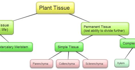 CBSE Papers, Questions, Answers, MCQ ...: CBSE Class 9 - Biology - Tissues - Name the following ...