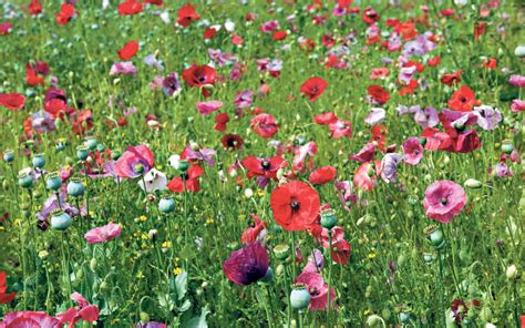 10 of the Best Poppy Varieties That Grow in All Soil Types - The Bharat ...