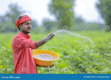 Indian Farmer Spreading Fertilizer in the Green Cotton Field Stock Image - Image of male ...