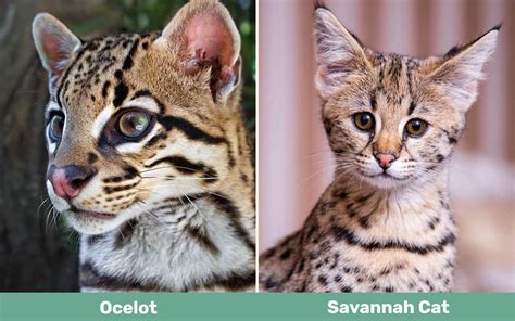 Ocelot vs Savannah Cat: How Are They Different? (With Pictures) - Catster