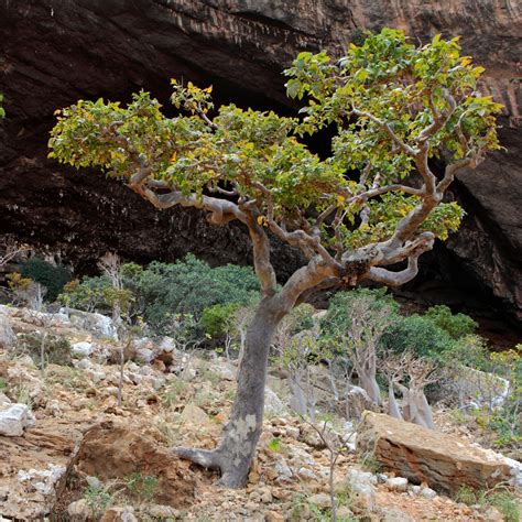 Frankincense Essential Oil - a Christmas Essential Oil