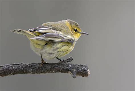 Cape May Warbler - Profile | Fall | Female | Song | Winter | Range - BirdBaron