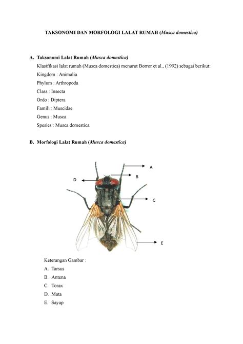 Bionomik Lalat Rumah - TAKSONOMI DAN MORFOLOGI LALAT RUMAH ( Musca ...