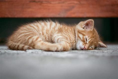 Cat Snoring: Symptoms, Causes, and Treatment – Smart Nora