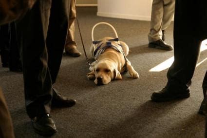 Seeing Eye Dogs | LoveToKnow