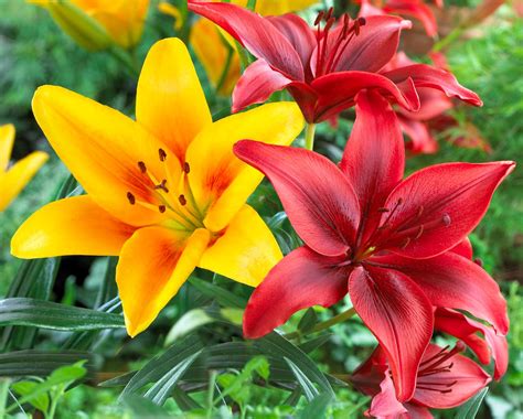 Beginner's Guide To Lilies: Asiatics, Oriental And Trumpets - gardenpicsandtips.com