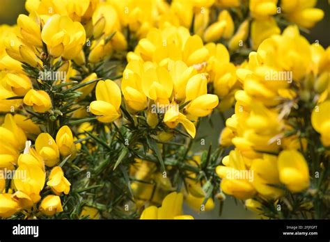 Furze bush in rural Ireland Stock Photo - Alamy