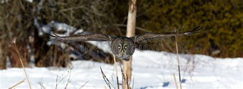 Great Gray Owl flying stock photo. Image of standing - 50234618