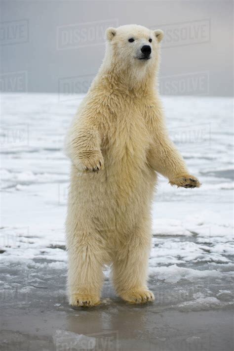 Young Polar bear (Ursus maritimus) standing on hind legs, Bernard Spit ...